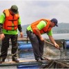 Wakil Bupati Kuningan, H Acep Purnama SH MH saat menebar bibit ikan bandeng di waduk Darma.