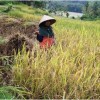 Salah seorang petani di desa Longkewang saat panen.