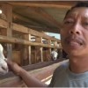 Peternak Kambing, Junaedi