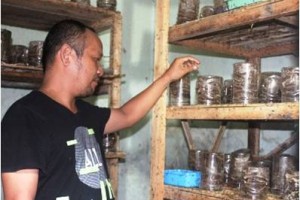 Peternak semut kroto, Sutrisno