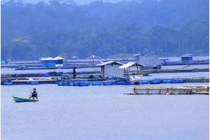 Petani jaring apung (Japung) di Waduk Darma.