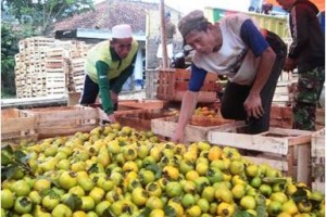 Buah Kesemek