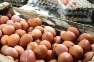Harga Telur Ayam Temus 30 Ribu