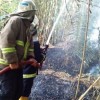 Petugas damkar berjibaku memadamkan api di lahan milik warga.