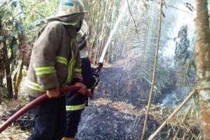 Petugas damkar berjibaku memadamkan api di lahan milik warga.
