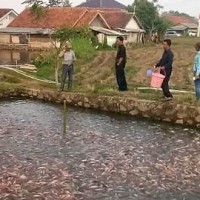 Ketua Gerindra Kembangkan Budidaya Ikan Tawar