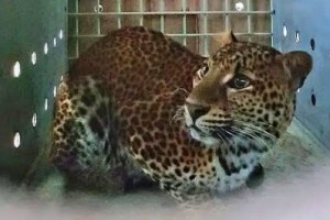 Macan Tutul Betina 'Rasi'