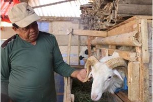 Hewan kurban jemis kambing.