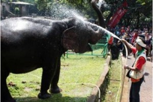 Gajah di Ragunan